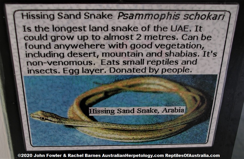 Hissing Sand Snake (Psammophis schokari) sign at the "Old" Dubai Zoo (Now closed)